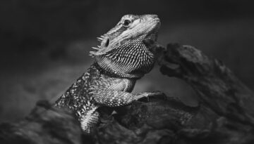 Ethnic Pet